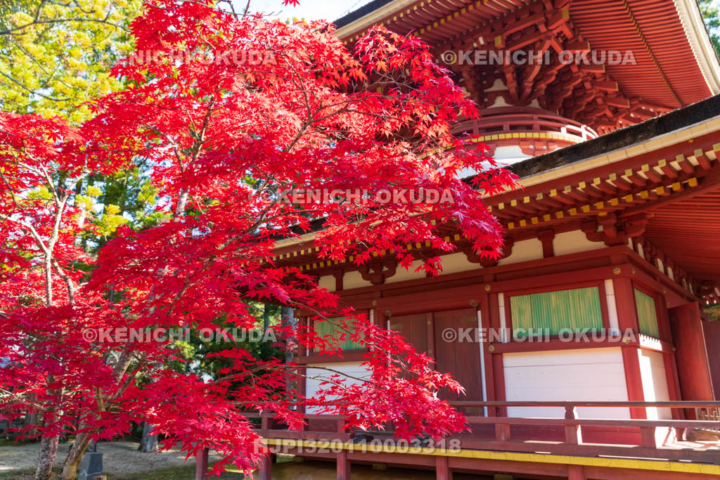 和歌山県　高野山　壇上伽藍　紅葉と東塔