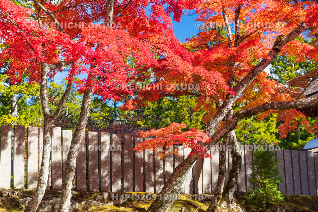 和歌山県　高野山　壇上伽藍　紅葉　三昧堂付近