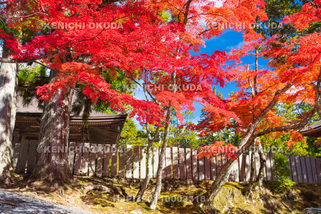 和歌山県　高野山　壇上伽藍　紅葉　三昧堂付近