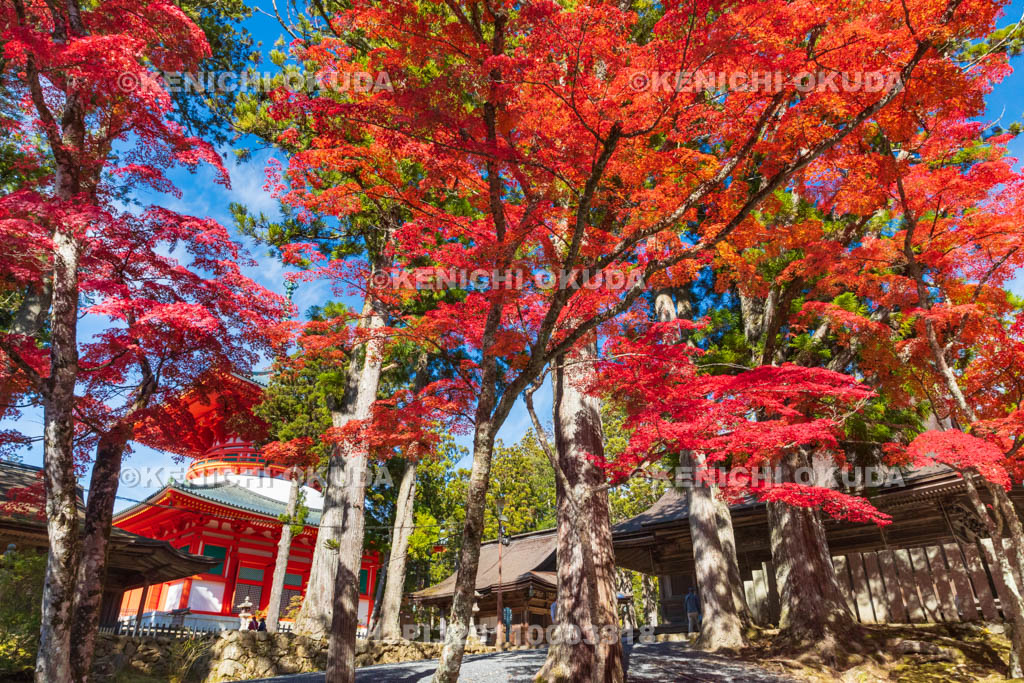 和歌山県　高野山　壇上伽藍　紅葉