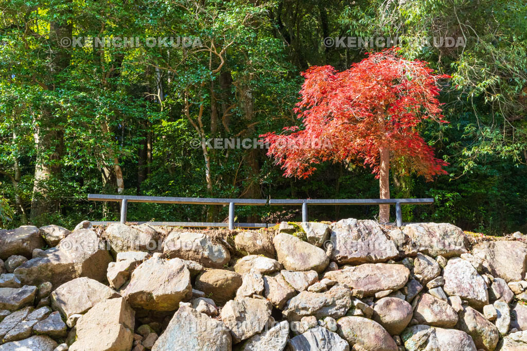 奈良県　正暦寺　紅葉