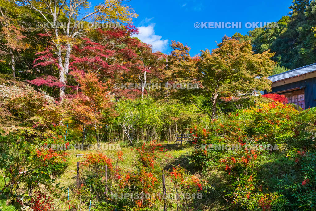 奈良県 正暦寺 紅葉とナンテン 福寿院付近