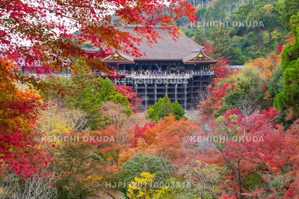 京都府　清水寺　紅葉と本堂