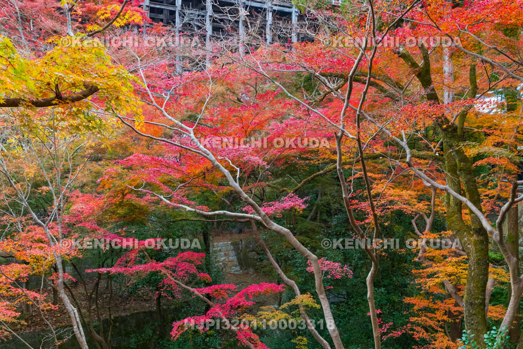 京都府　清水寺　紅葉と本堂舞台