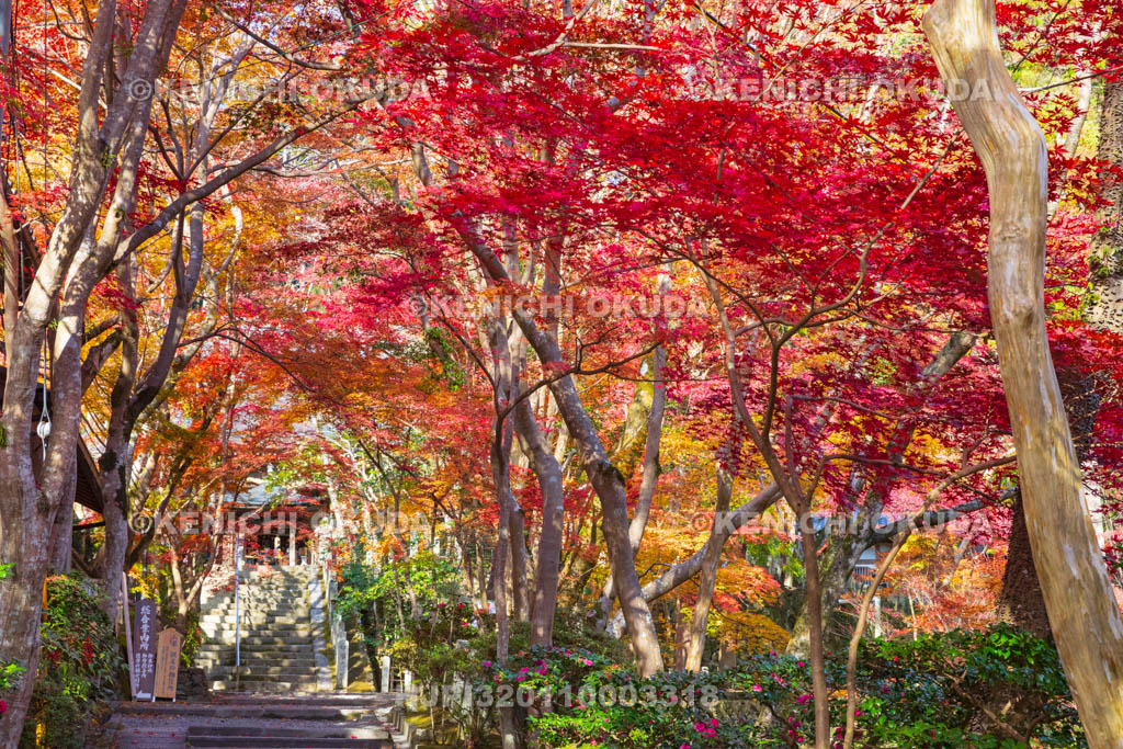 大阪府　神峯山寺　紅葉と参道