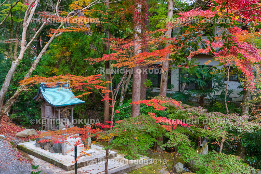 大阪府　神峯山寺　紅葉と白龍王社