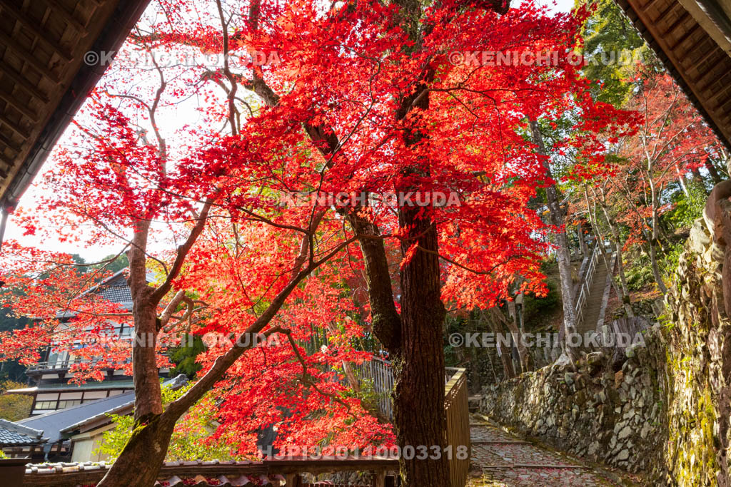 大阪府　神峯山寺　紅葉　観音堂付近