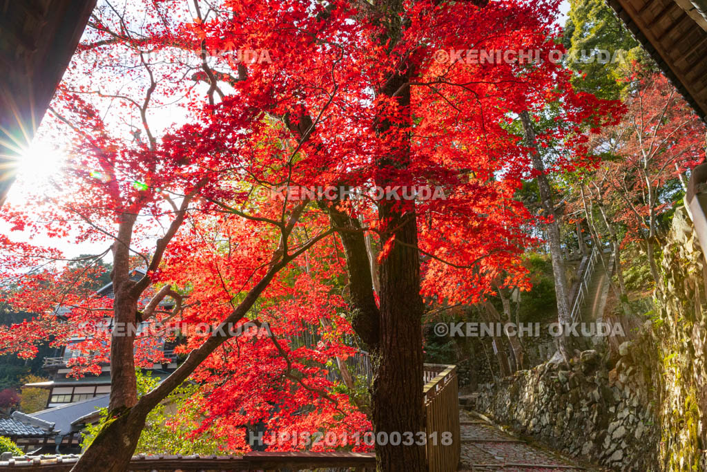 大阪府　神峯山寺　紅葉　観音堂付近