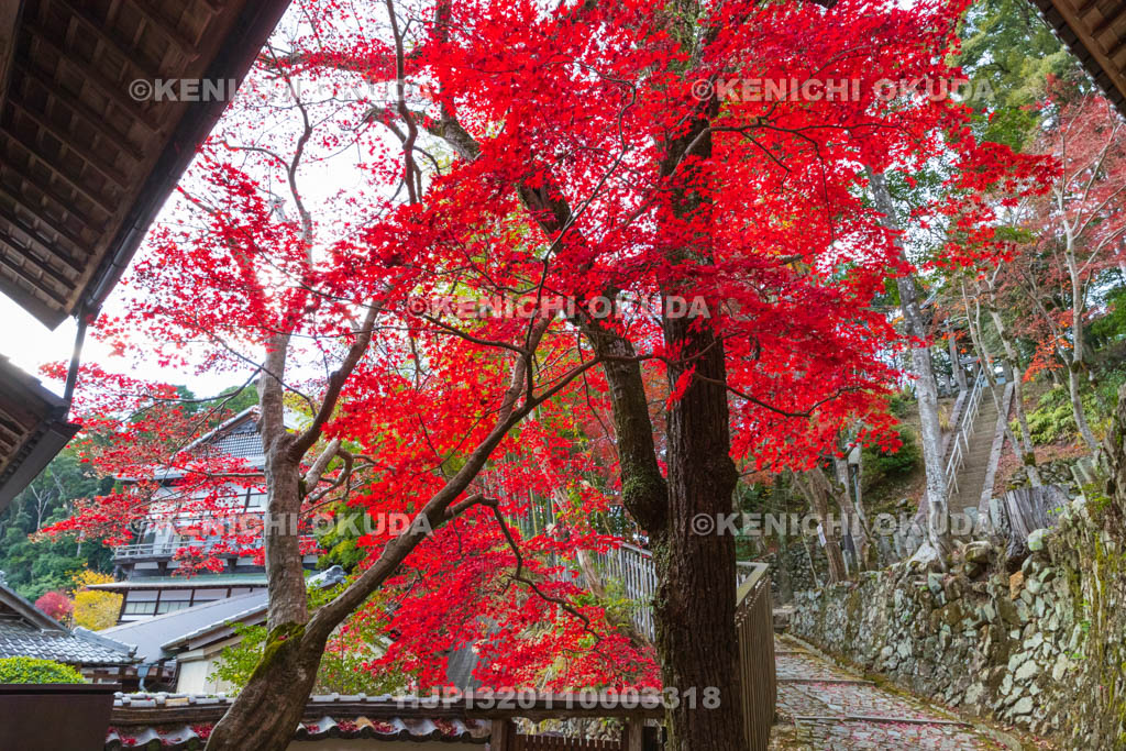 大阪府　神峯山寺　紅葉　観音堂付近
