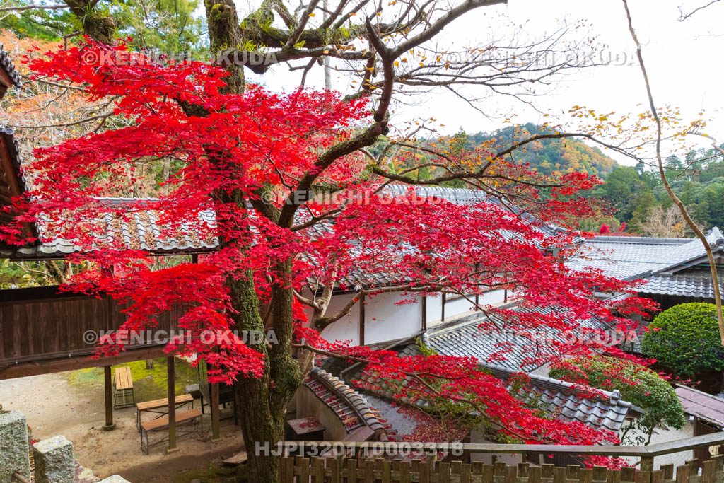 大阪府　神峯山寺　紅葉　観音堂付近