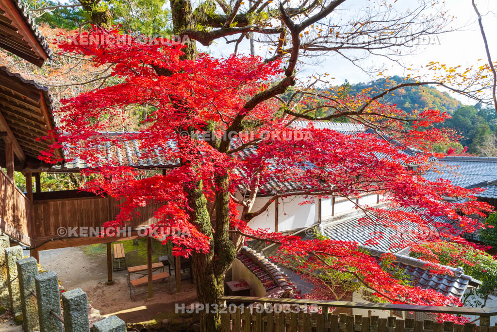 大阪府　神峯山寺　紅葉　観音堂付近