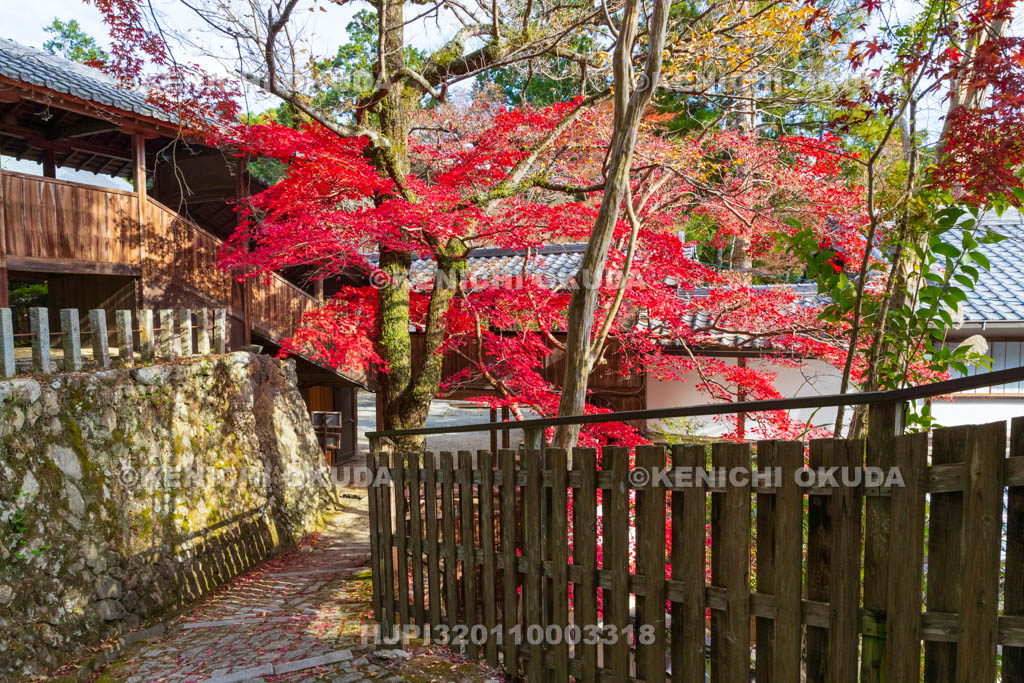 大阪府　神峯山寺　紅葉　観音堂付近