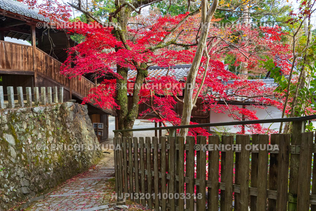 大阪府　神峯山寺　紅葉　観音堂付近