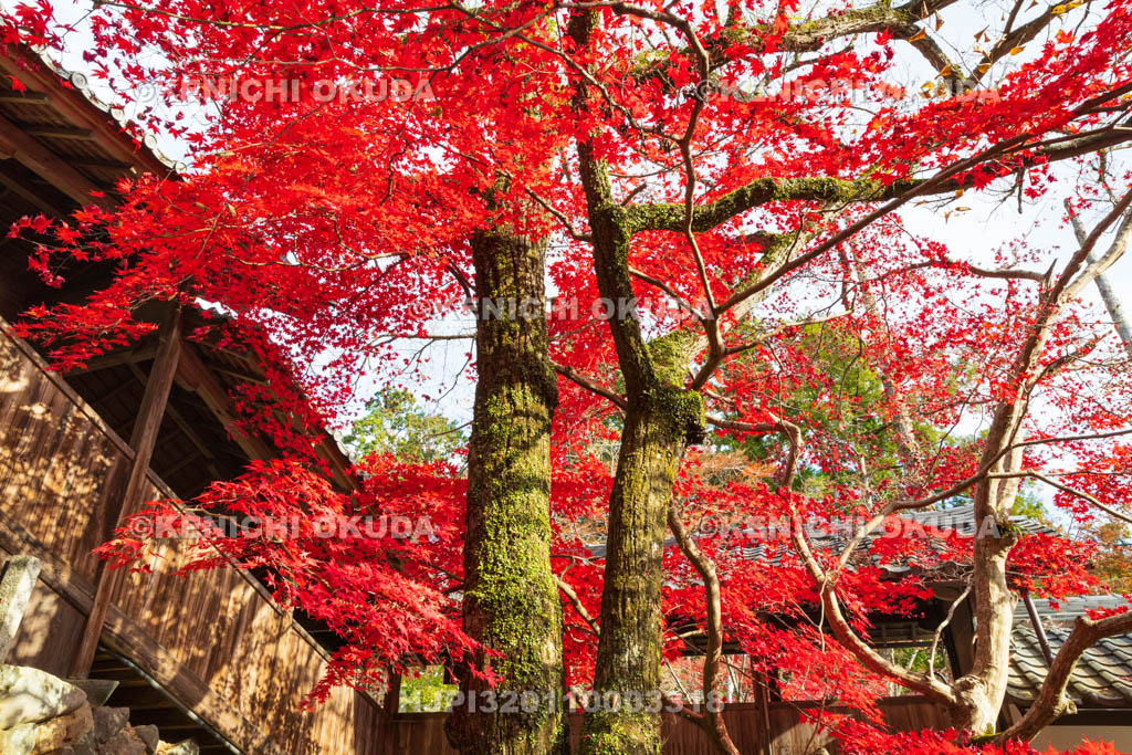 大阪府　神峯山寺　紅葉　観音堂付近
