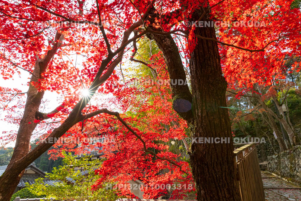 大阪府　神峯山寺　紅葉　観音堂付近