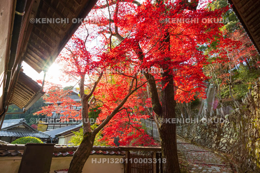 大阪府　神峯山寺　紅葉　観音堂付近