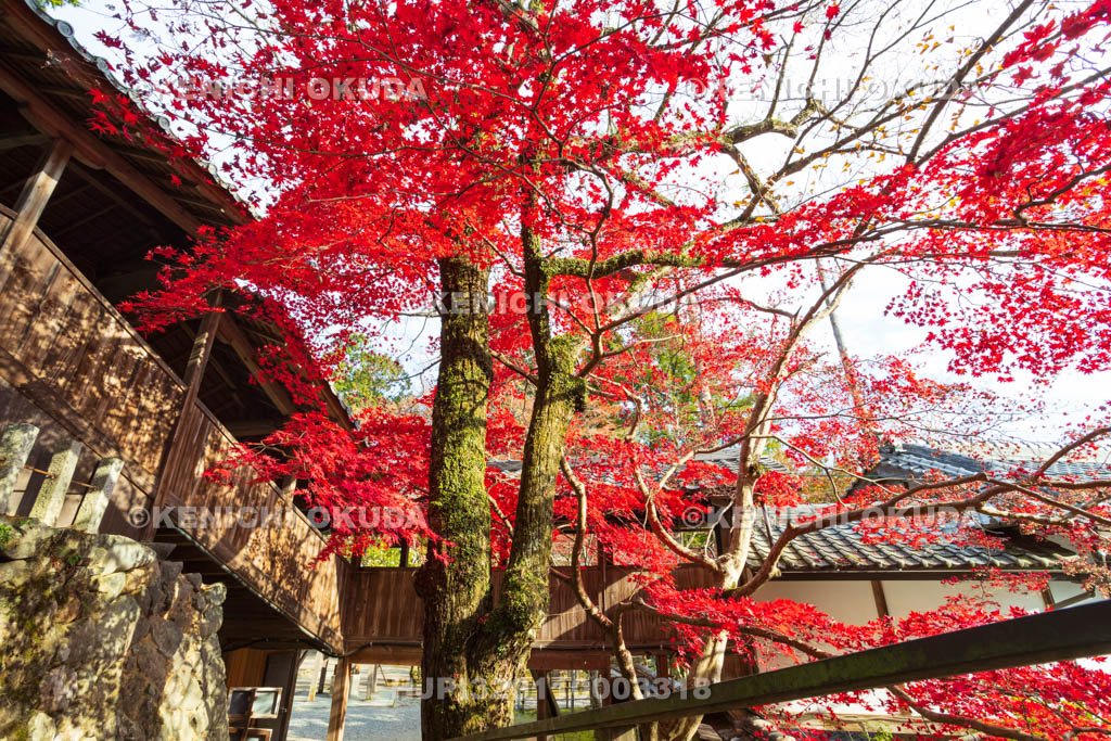 大阪府　神峯山寺　紅葉　観音堂付近