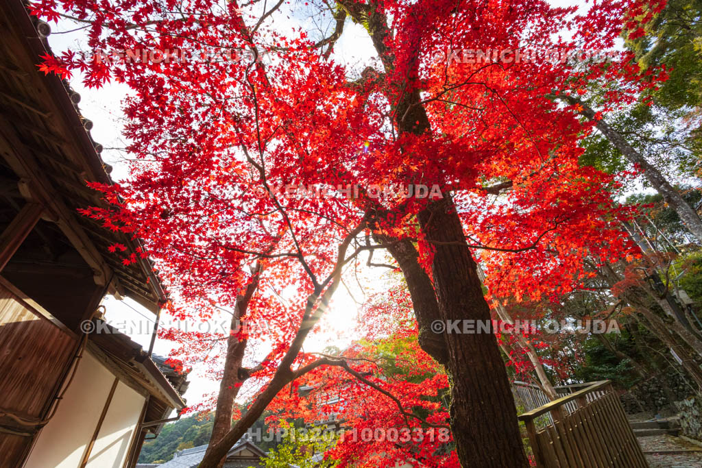 大阪府　神峯山寺　紅葉　観音堂付近