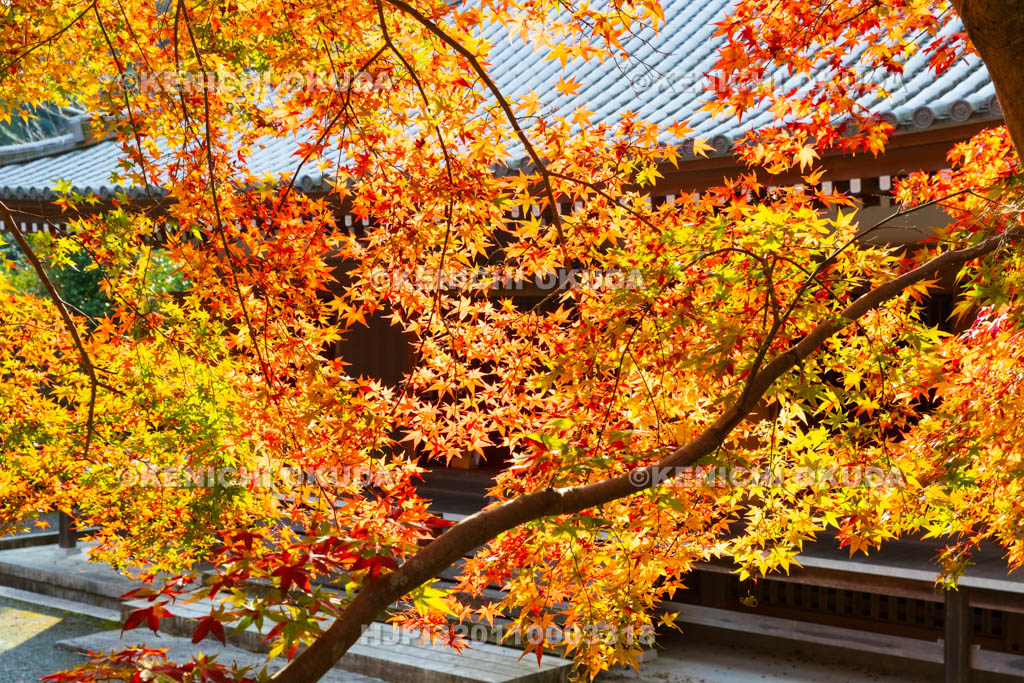 大阪府　神峯山寺　紅葉　化城院付近