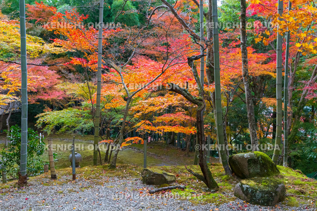 大阪府　神峯山寺　紅葉　真珠院付近