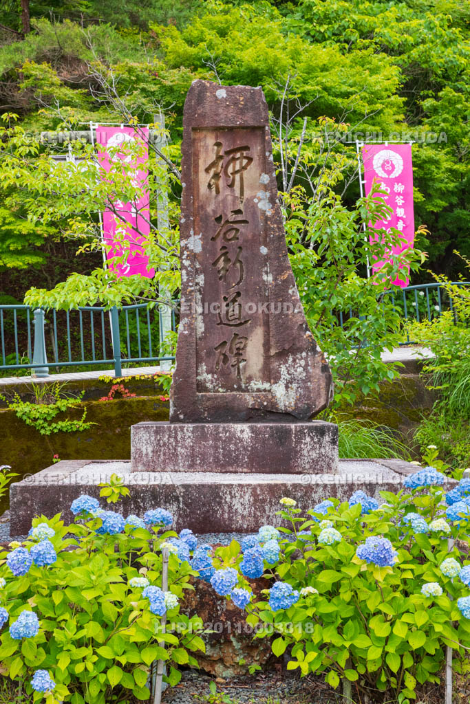 京都府　柳谷観音楊谷寺　アジサイと柳谷新道碑