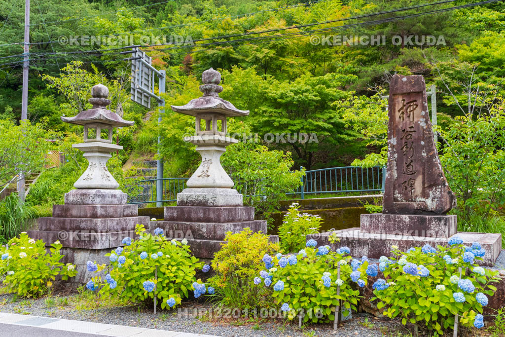 京都府　柳谷観音楊谷寺　門前のアジサイ