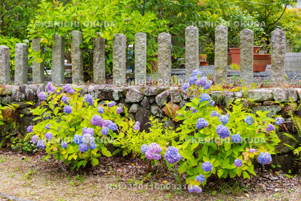 京都府　柳谷観音楊谷寺　参道のアジサイ
