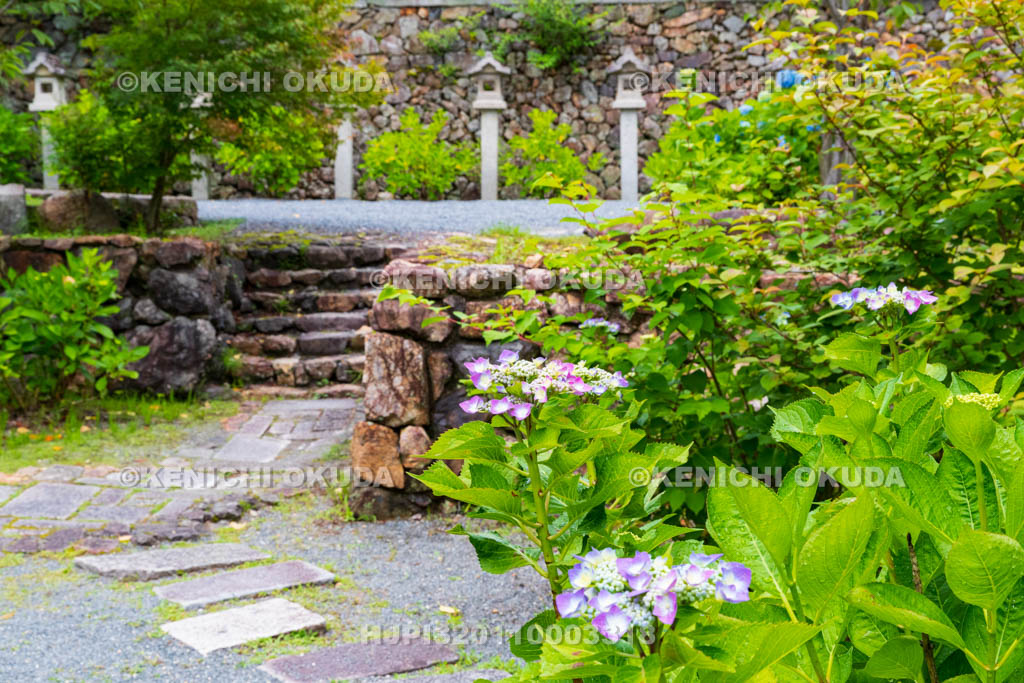 京都府　柳谷観音楊谷寺　参道のアジサイ