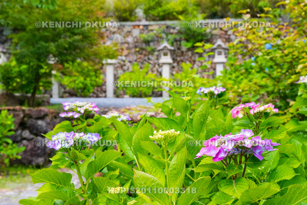 京都府　柳谷観音楊谷寺　参道のアジサイ
