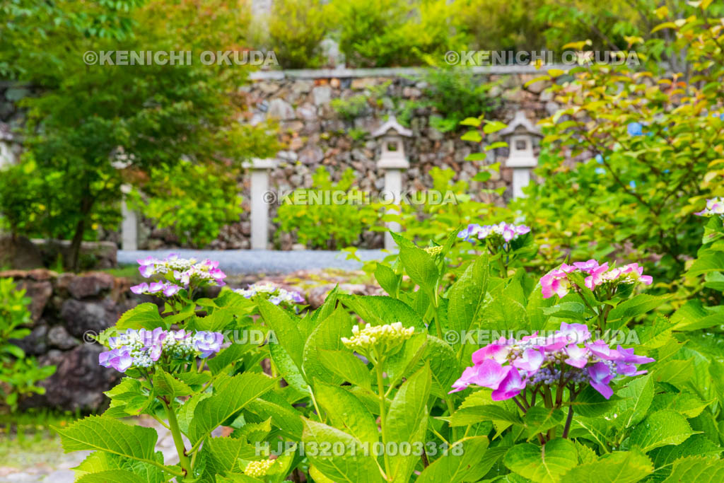 京都府　柳谷観音楊谷寺　参道のアジサイ