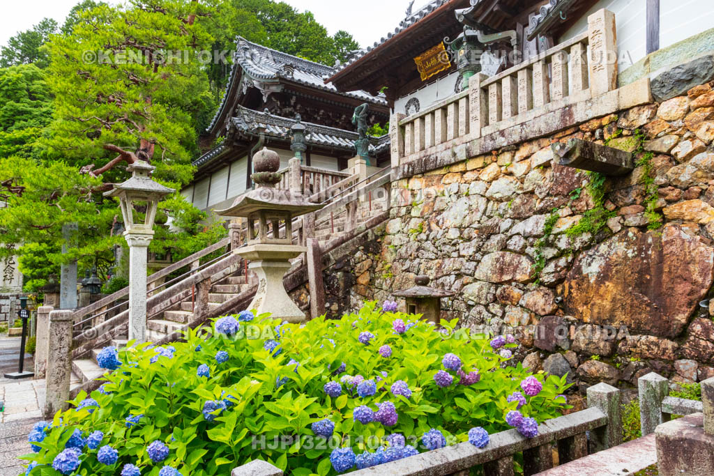京都府　柳谷観音楊谷寺　門前のアジサイ