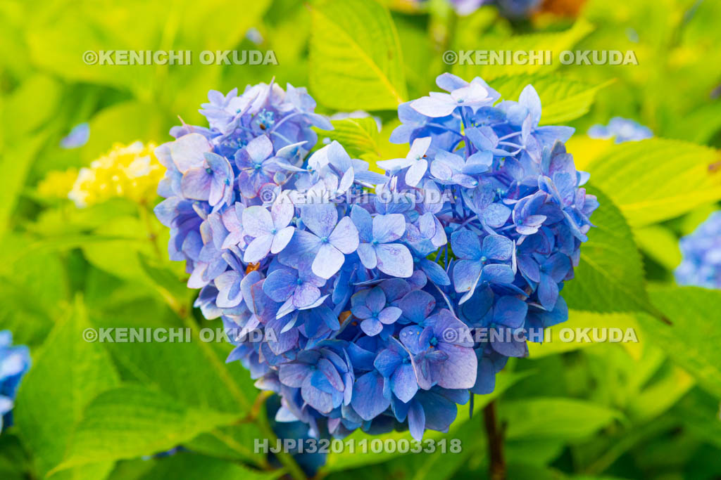 京都府　柳谷観音楊谷寺　ハート形のアジサイ