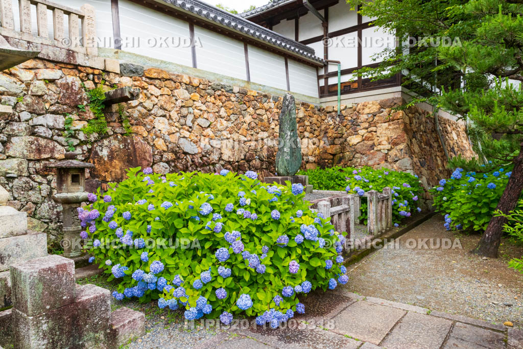 京都府　柳谷観音楊谷寺　門前のアジサイ