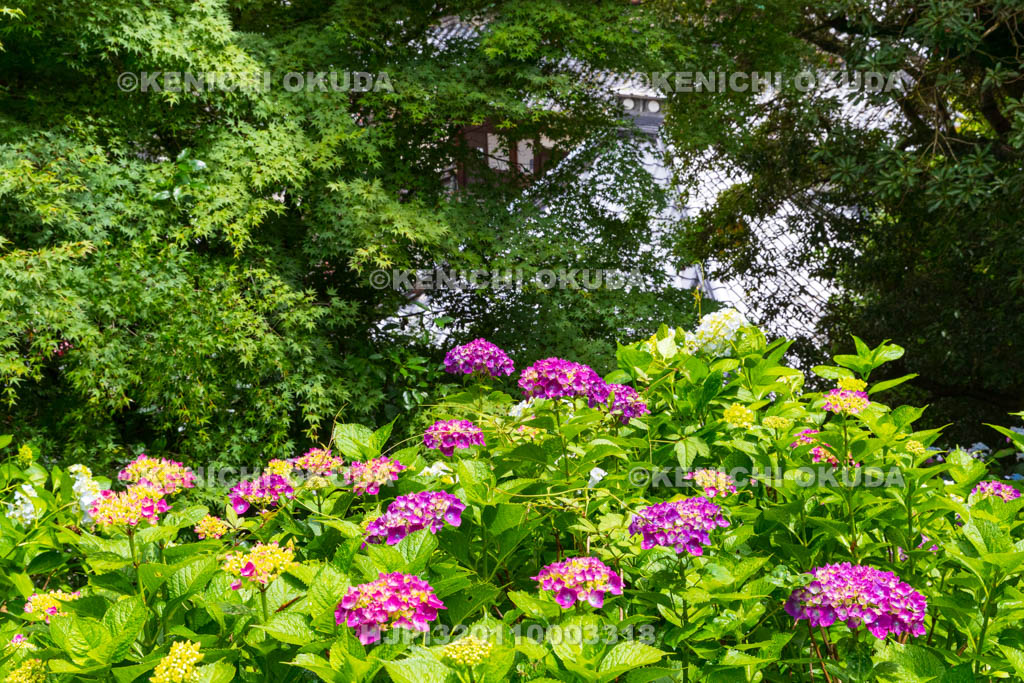 京都府　柳谷観音楊谷寺　アジサイ