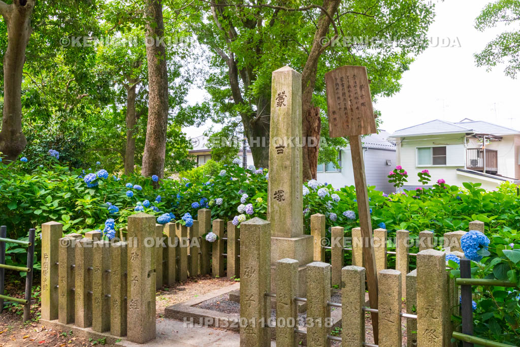 京都府　藤森神社　アジサイと蒙古塚