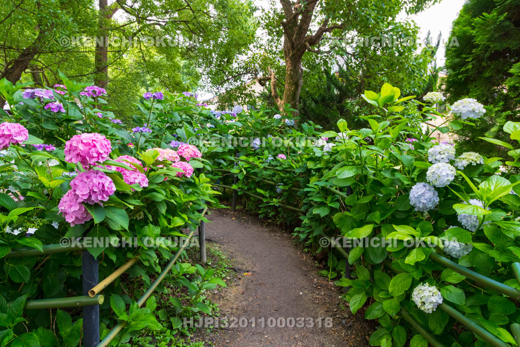 京都府　藤森神社　第一紫陽花苑