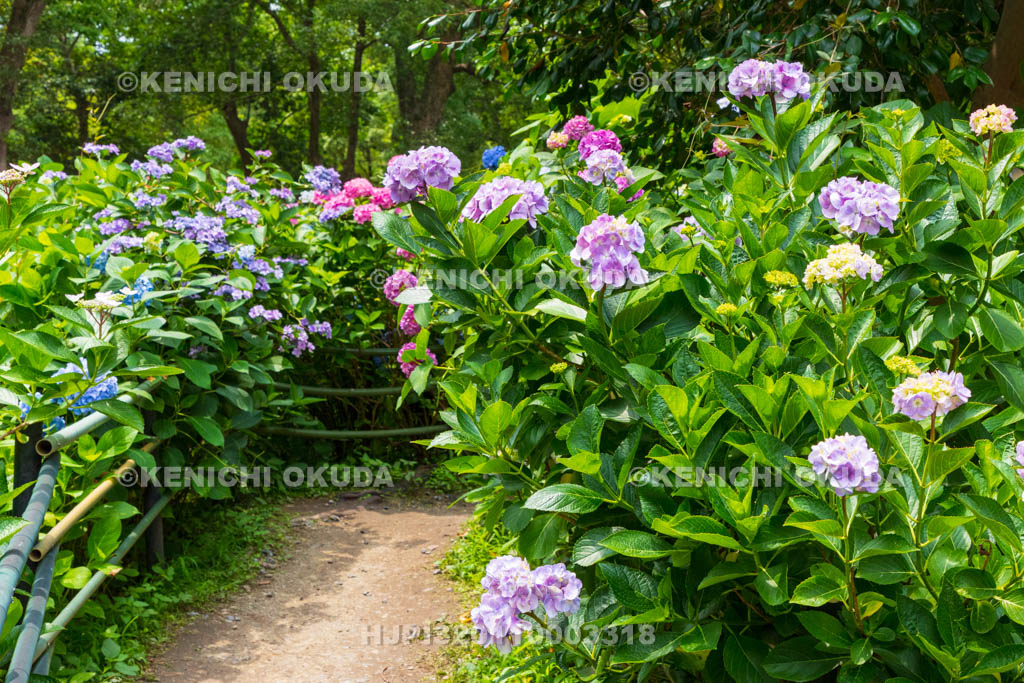 京都府　藤森神社　第一紫陽花苑