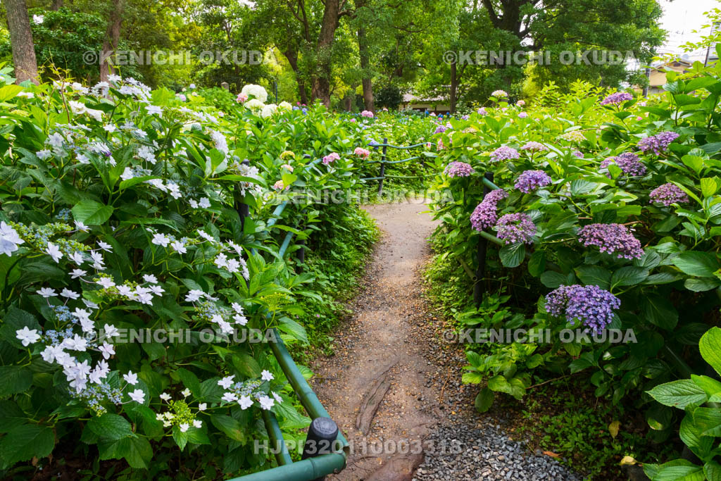 京都府　藤森神社　第一紫陽花苑