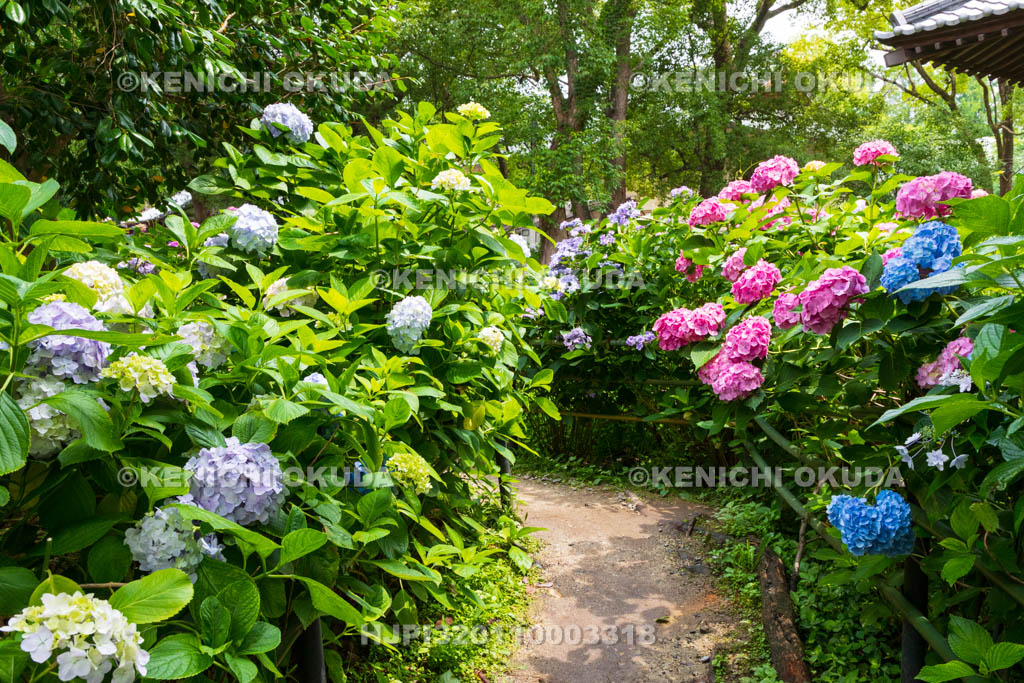 京都府　藤森神社　第一紫陽花苑