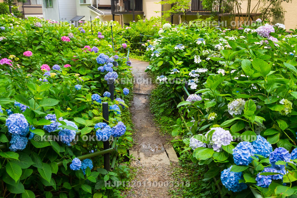 京都府　藤森神社　第一紫陽花苑
