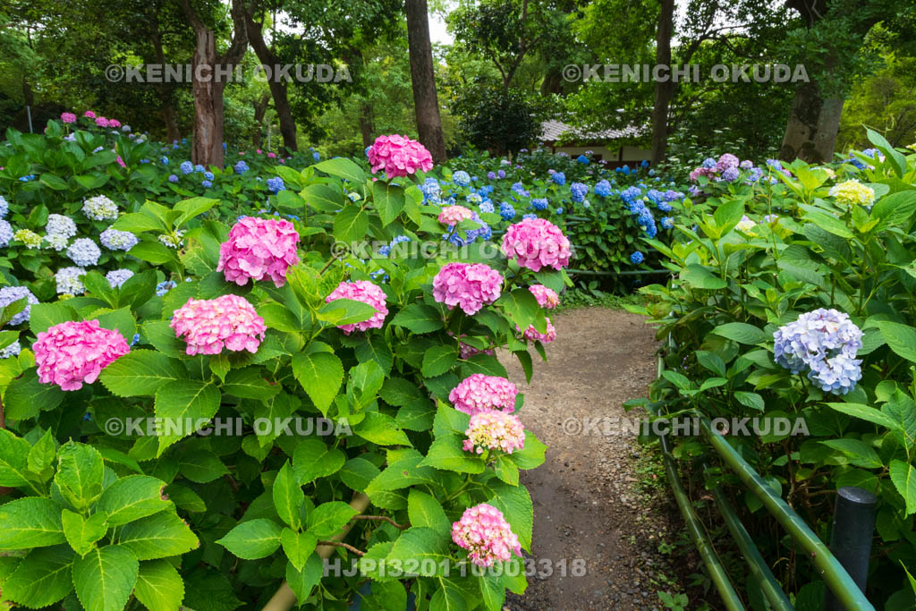 京都府　藤森神社　第一紫陽花苑