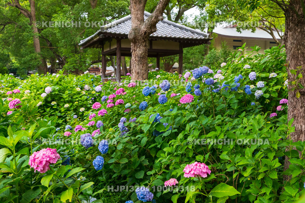 京都府　藤森神社　第一紫陽花苑