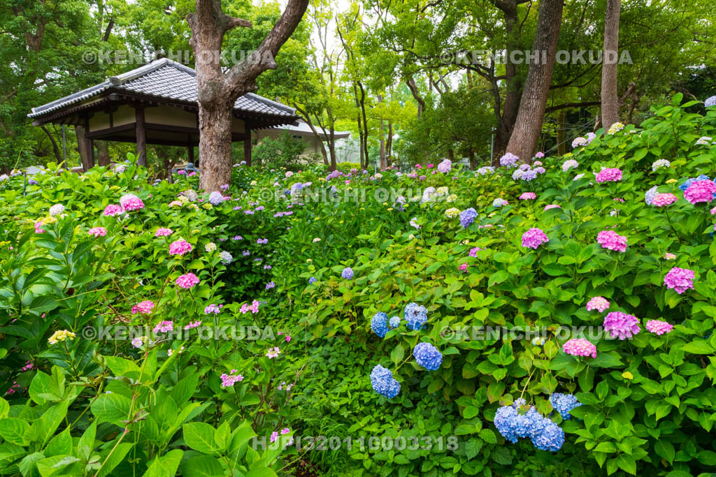 京都府　藤森神社　第一紫陽花苑