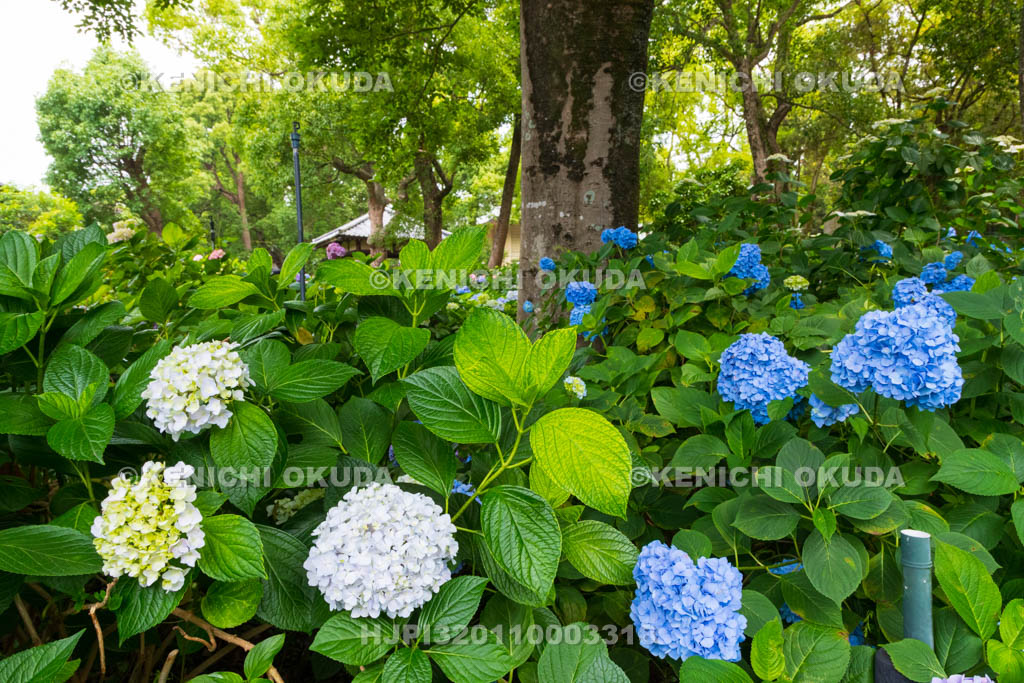 京都府　藤森神社　第一紫陽花苑