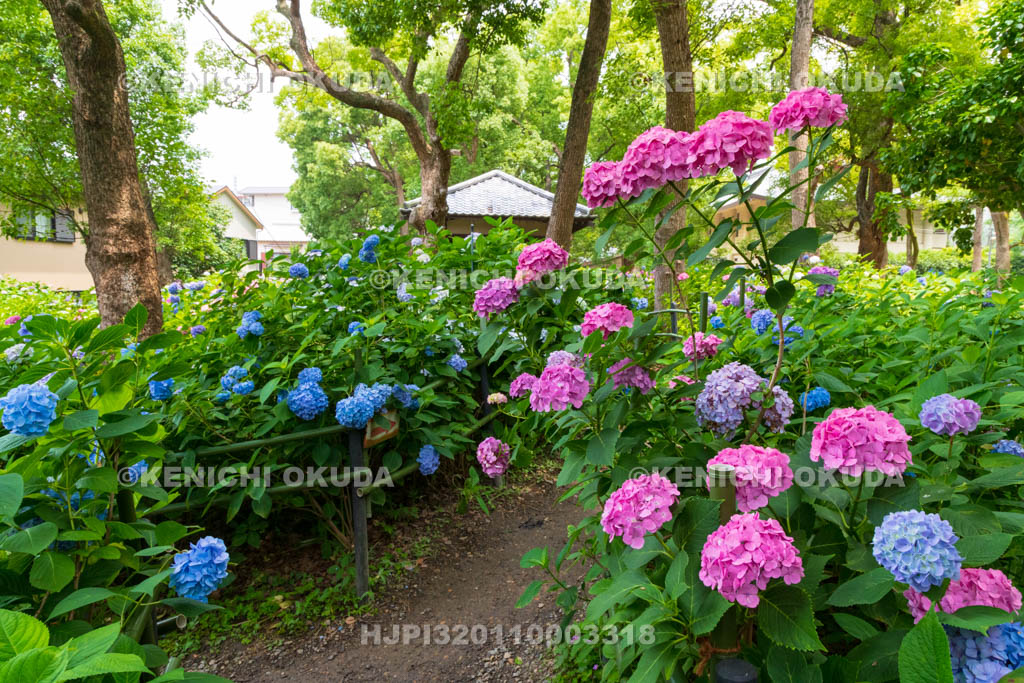 京都府　藤森神社　第一紫陽花苑