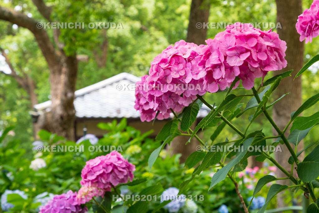 京都府　藤森神社　第一紫陽花苑