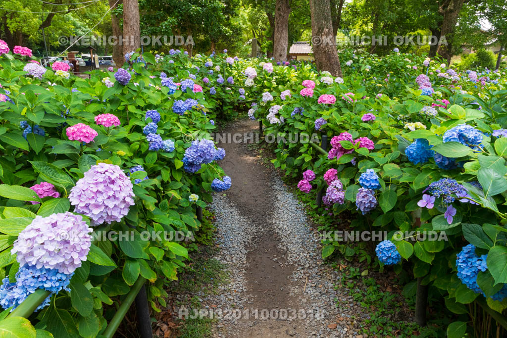 京都府　藤森神社　第一紫陽花苑