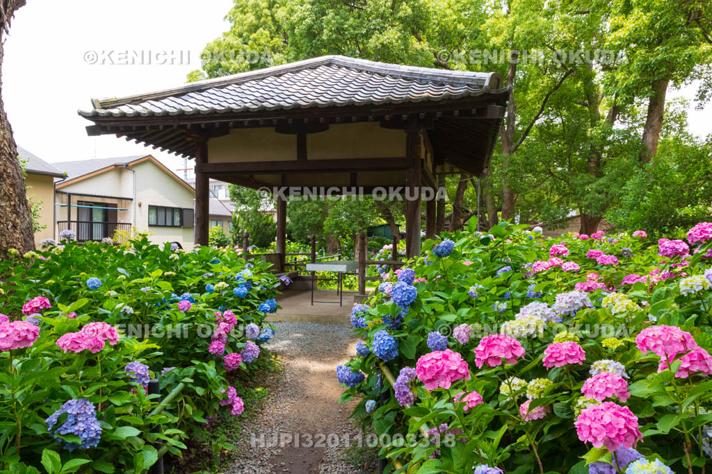 京都府　藤森神社　第一紫陽花苑