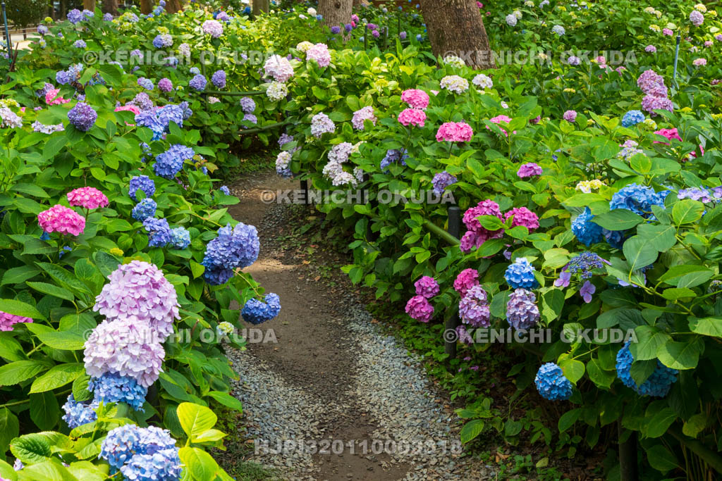 京都府　藤森神社　第一紫陽花苑