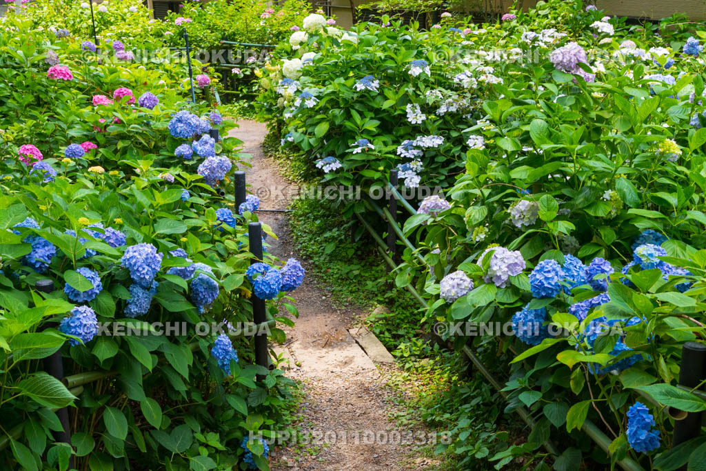 京都府　藤森神社　第一紫陽花苑